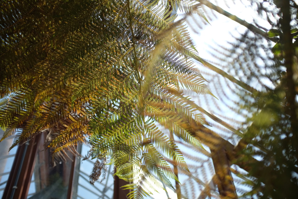 DSCF9707 ii